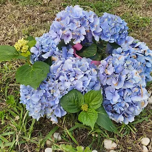 https://villa-guesthouse-angel.hotelitalianriviera.com
